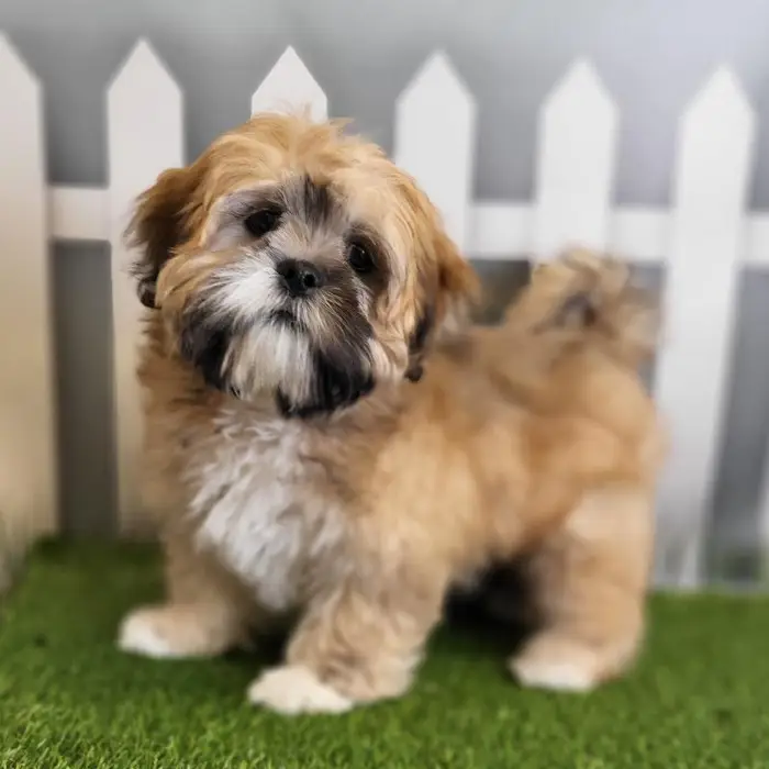 Male Lhasa Apso Puppy for Sale in Schererville, IN
