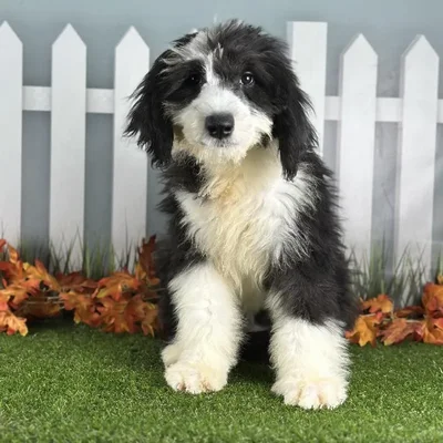Female Old English Sheepdog Puppy for Sale in Schererville, IN