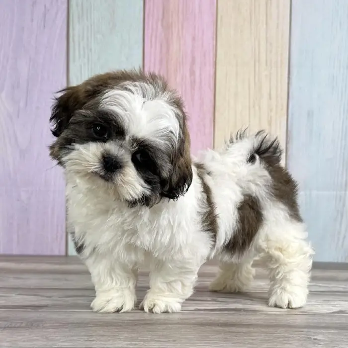 Male Shih Tzu Puppy for Sale in Indianapolis, IN