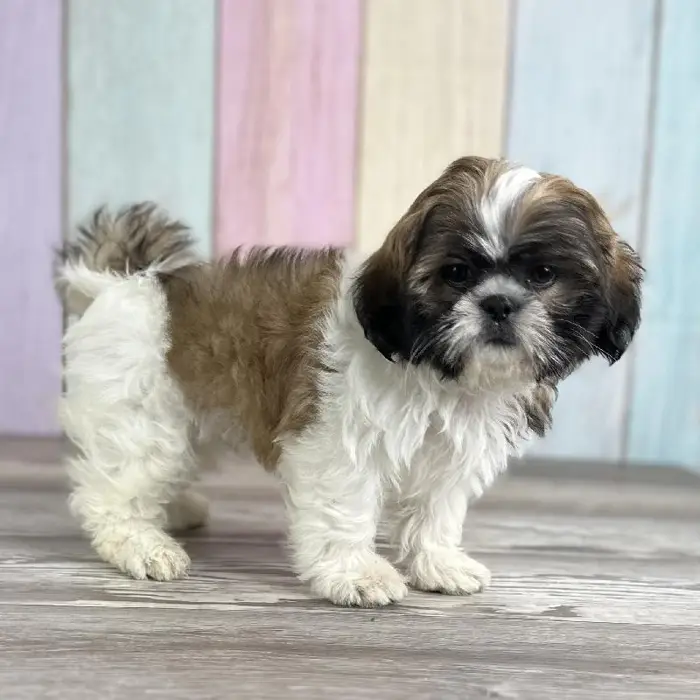 Male Shih Tzu Puppy for Sale in Schererville, IN