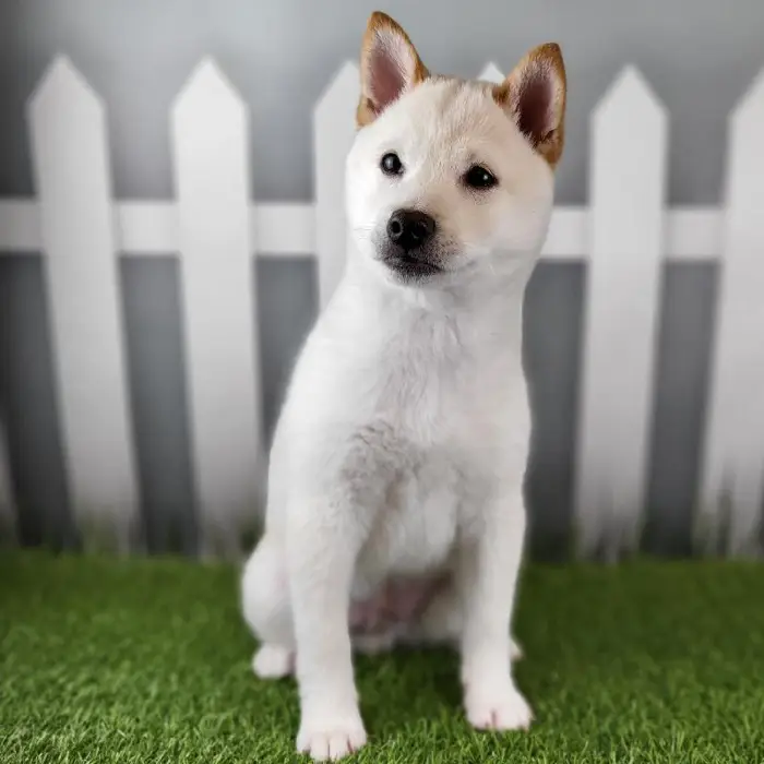 Male Shiba Inu Puppy for Sale in Schererville, IN