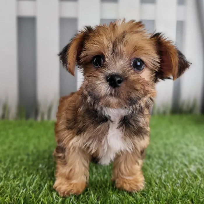 Male Morkie Puppy for Sale in Schererville, IN