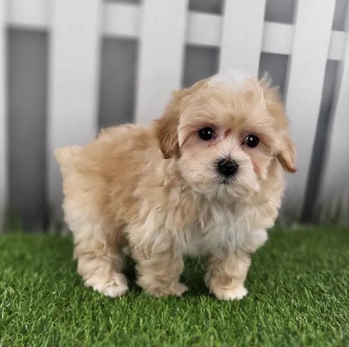 Male Maltipoo Puppy for Sale in Schererville, IN