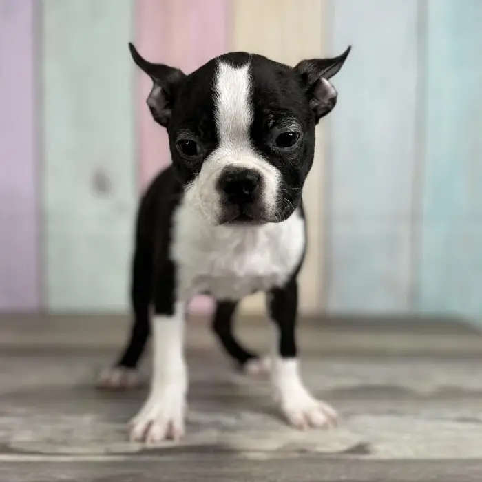 Male Boston Terrier Puppy for Sale in Schererville, IN