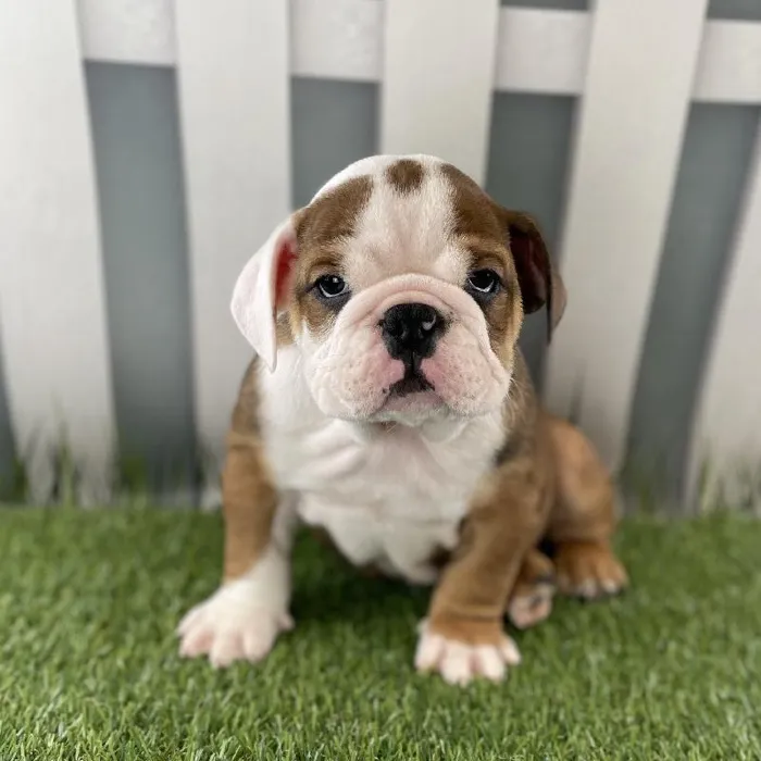 Male Victorian Bulldog Puppy for Sale in Schererville, IN