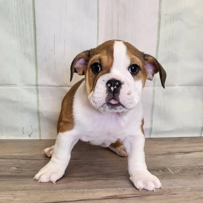 Female English Bulldog Puppy for Sale in Schererville, IN