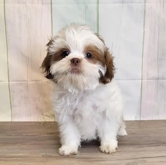 Male ShihPoo Puppy for Sale in Schererville, IN