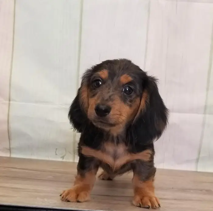 Female Miniature Dachshund Puppy for Sale in Schererville, IN