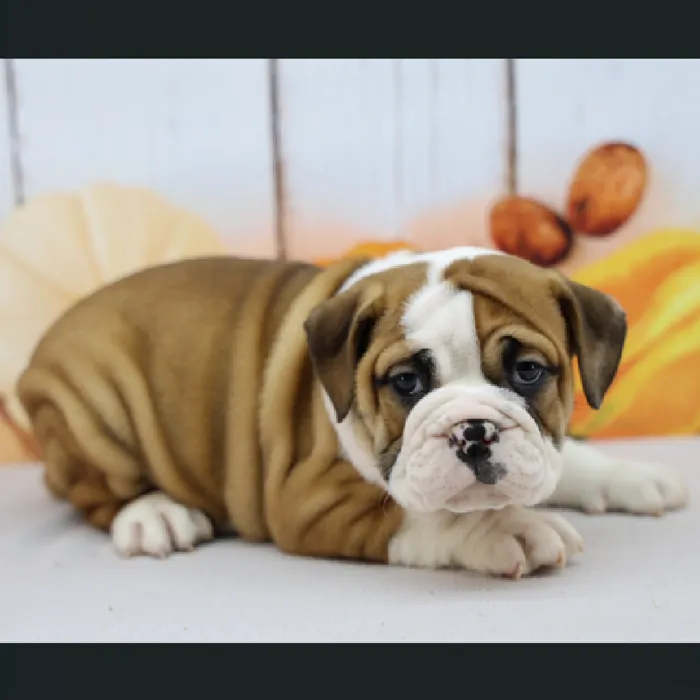 Female Victorian Bulldog Puppy for Sale in Schererville, IN