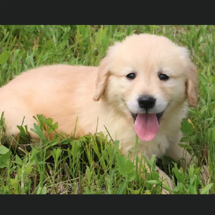 Female Golden Retriever Puppy for Sale in Schererville, IN