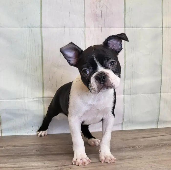 Male Boston Terrier Puppy for Sale in Schererville, IN