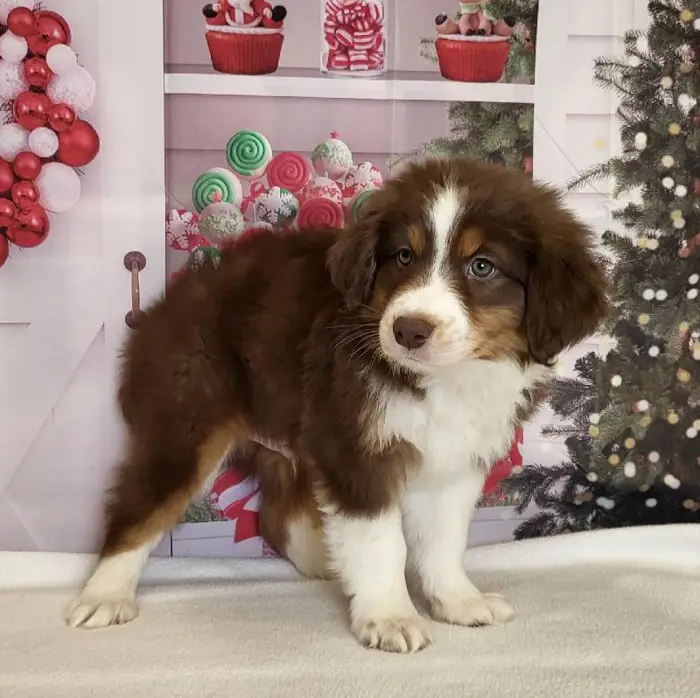 Male Australian Shepherd Puppy for Sale in Schererville, IN