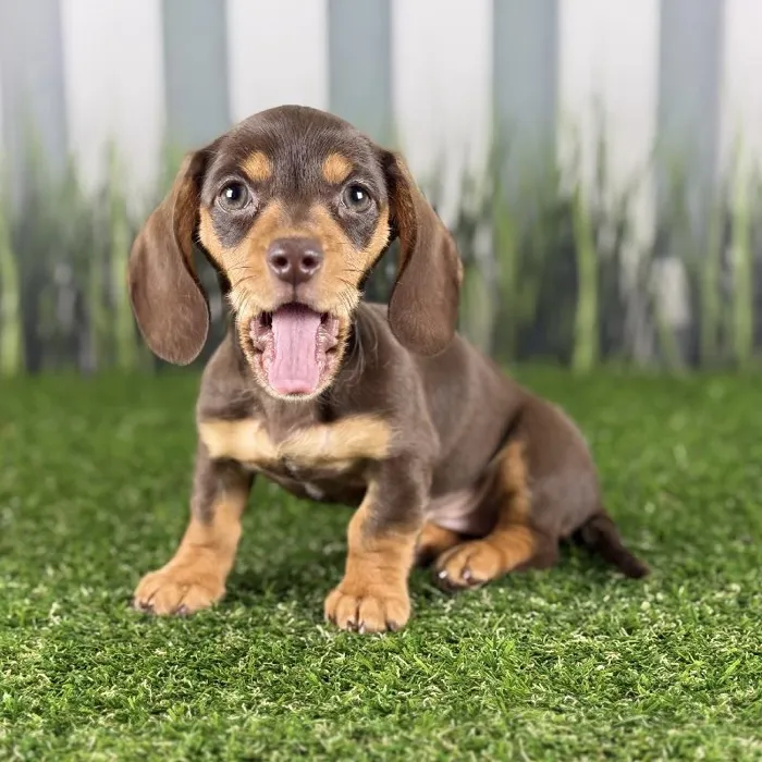 Female Miniature Dachshund Puppy for Sale in Schererville, IN