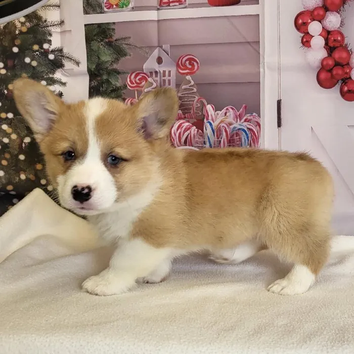 Male Pembroke Welsh Corgi Puppy for Sale in Schererville, IN