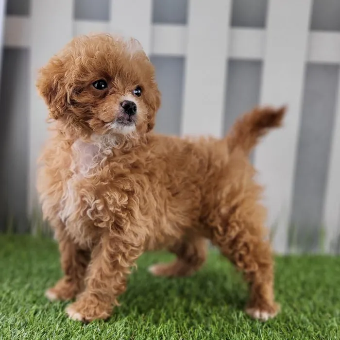 Female Peekapoo Puppy for Sale in Schererville, IN