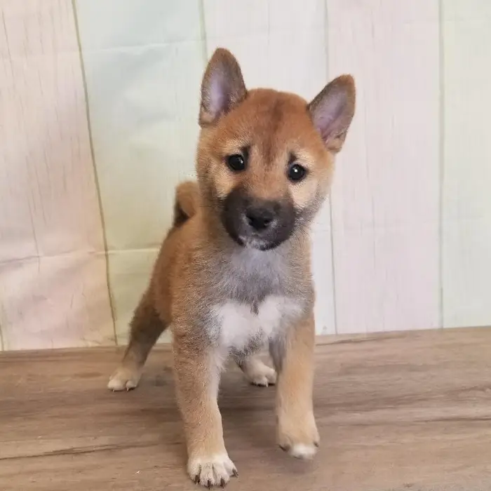 Male Shiba Inu Puppy for Sale in Schererville, IN