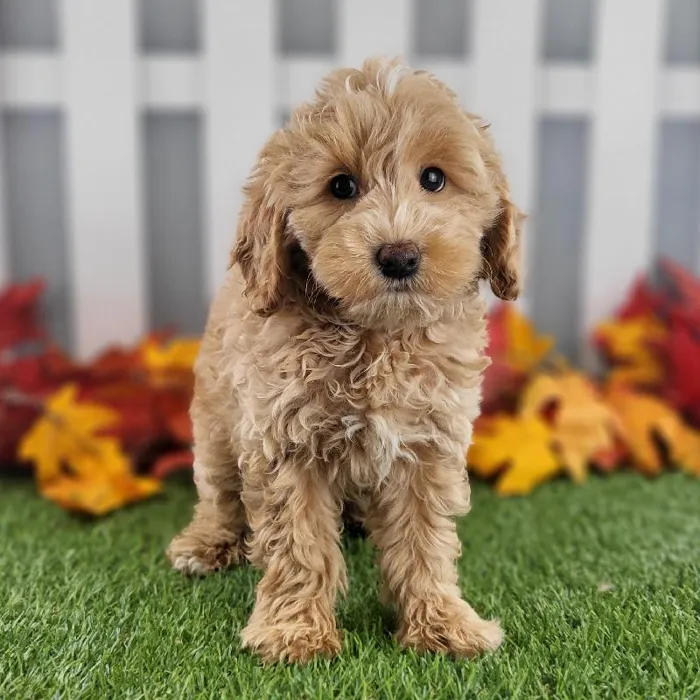 Female Miniature Goldendoodle Puppy for Sale in Schererville, IN