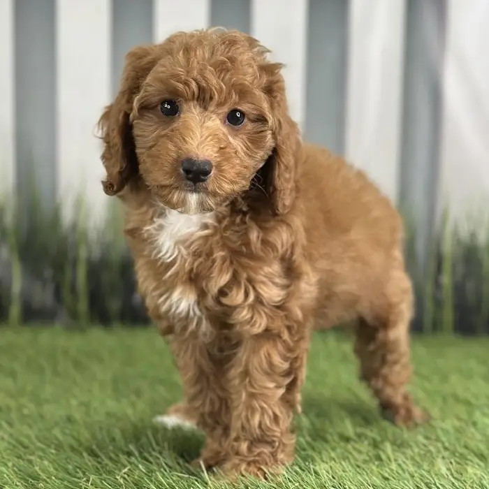 Female Miniature Poodle Puppy for Sale in Indianapolis, IN
