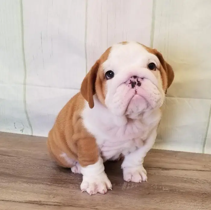 Male English Bulldog Puppy for Sale in Schererville, IN