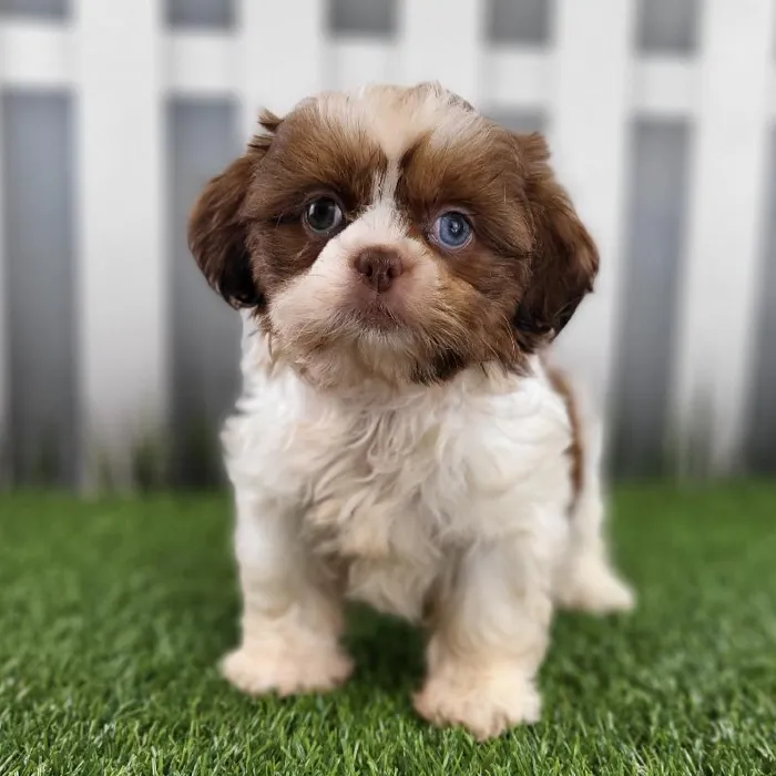 Female Shih Tzu Puppy for Sale in Schererville, IN