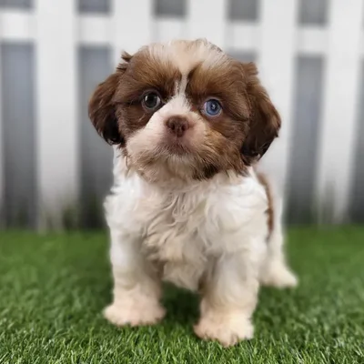 Female Shih Tzu Puppy for Sale in Schererville, IN