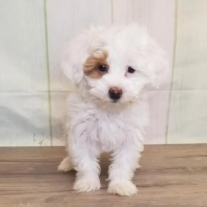 Female Toy Goldendoodle Puppy for Sale in Schererville, IN