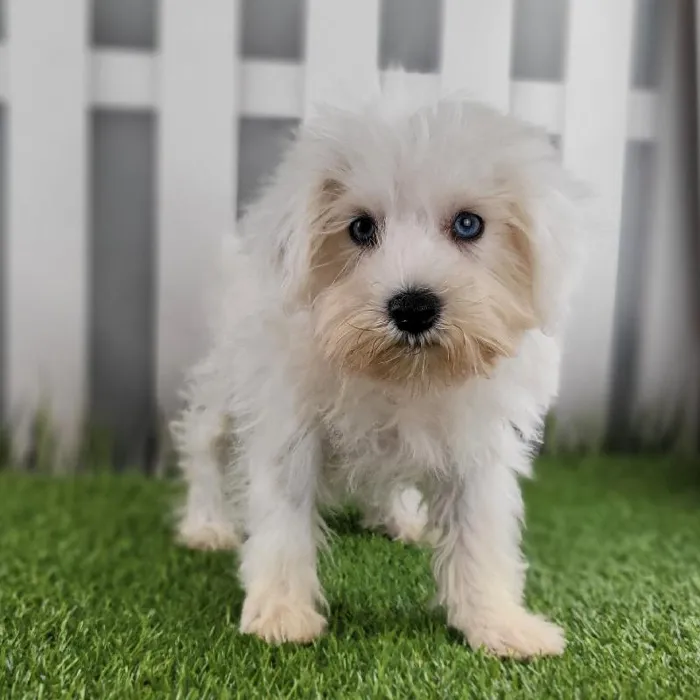 Female Miniature Schnauzer Puppy for Sale in Schererville, IN
