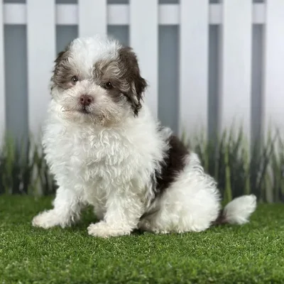 Male Havanese Puppy for Sale in Indianapolis, IN