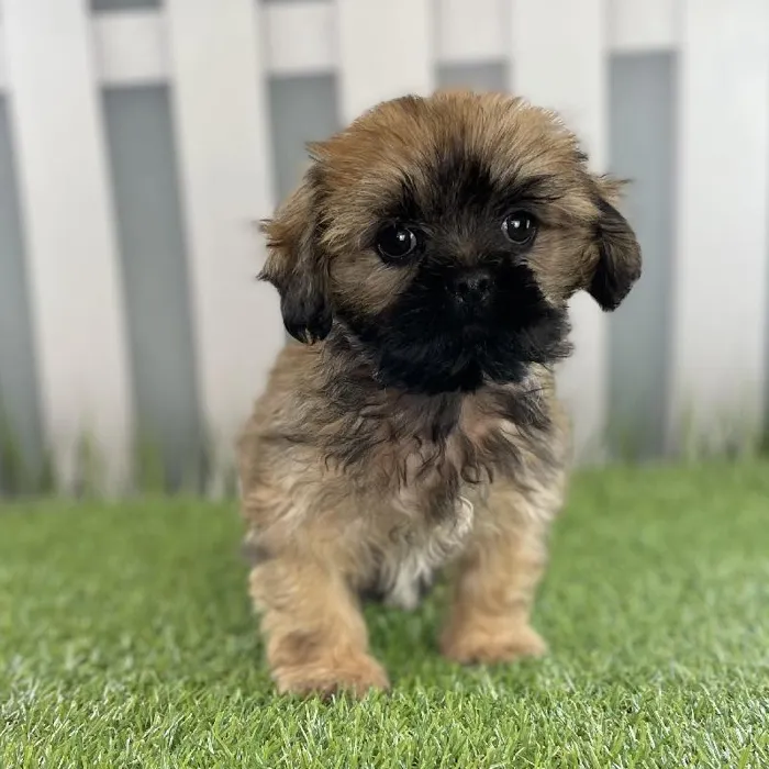 Male Lhasa Apso Puppy for Sale in Schererville, IN