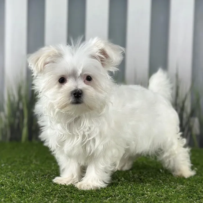 Male Maltese Puppy for Sale in Indianapolis, IN