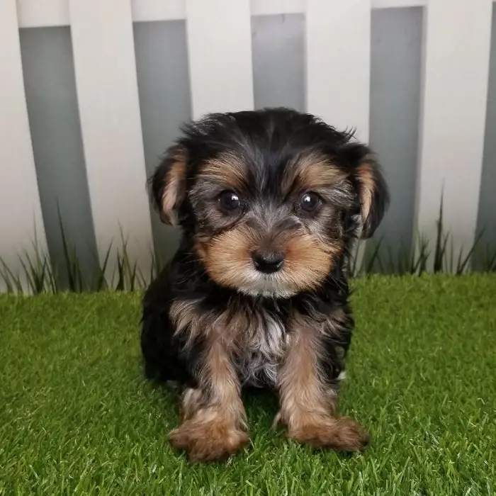 Male Yorkshire Terrier Puppy for Sale in Schererville, IN
