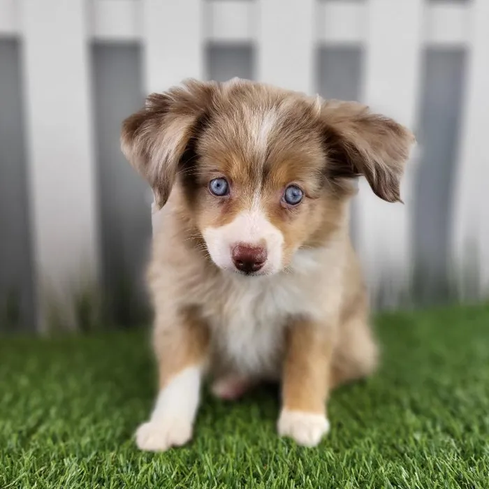 Female Toy Australian Shepherd Puppy for Sale in Schererville, IN