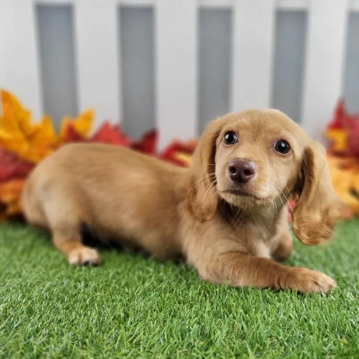 Male Miniature Dachshund Puppy for Sale in Schererville, IN