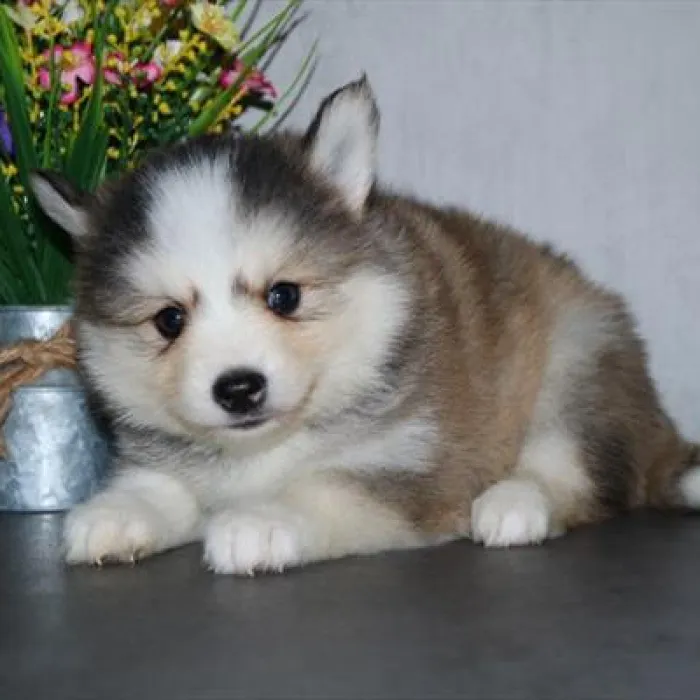 Male Pomsky Puppy for Sale in Schererville, IN