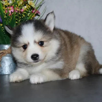 Male Pomsky Puppy for Sale in Schererville, IN