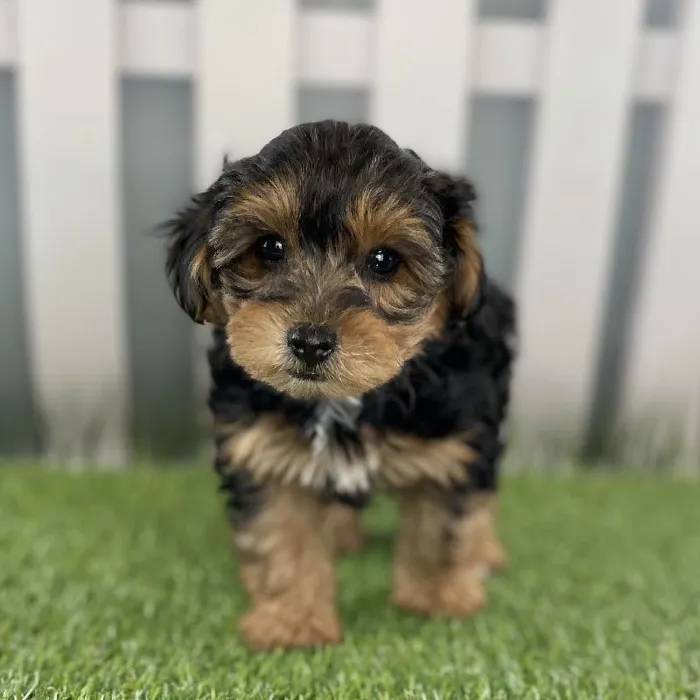 Male Yorkie-Poo Puppy for Sale in Schererville, IN