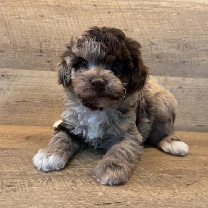 Male Schnoodle Puppy for Sale in Schererville, IN