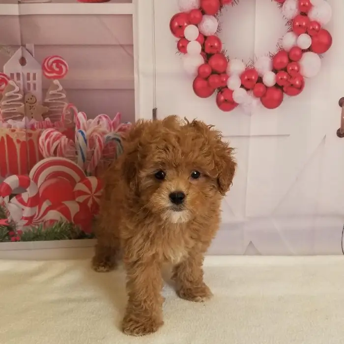 Female Peekapoo Puppy for Sale in Schererville, IN