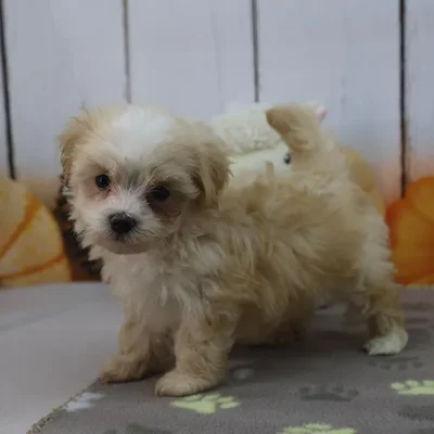 Male Maltipoo Puppy for Sale in Indianapolis, IN