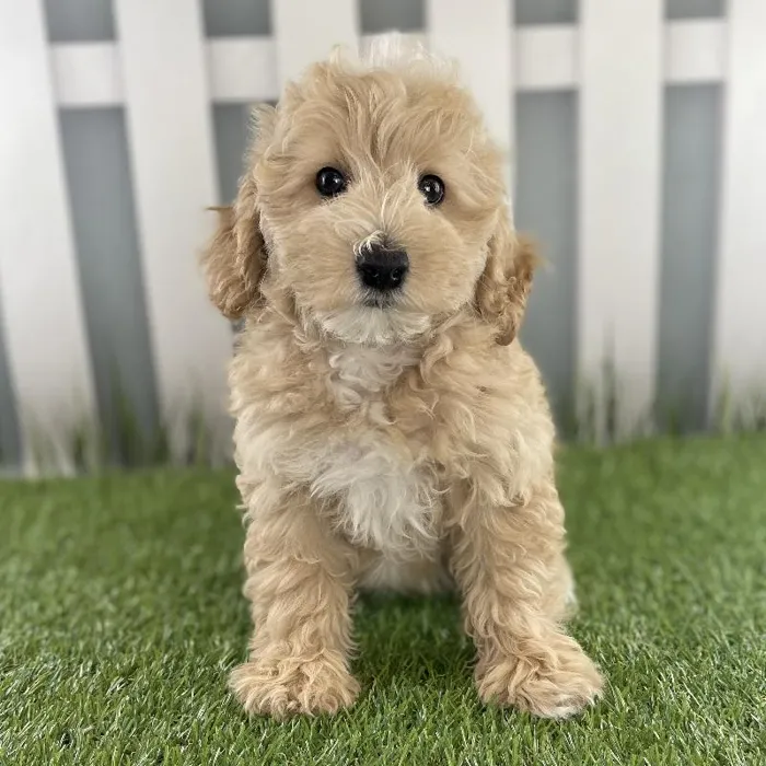Female Miniature Goldendoodle Puppy for Sale in Schererville, IN