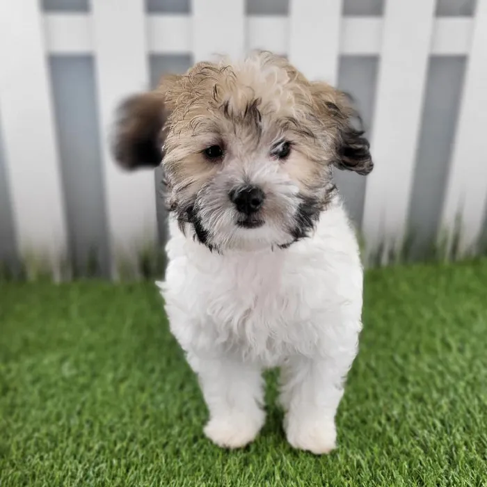 Female Coton De Tulear Puppy for Sale in Schererville, IN