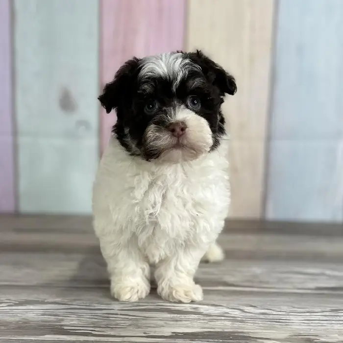 Female Havanese Puppy for Sale in Indianapolis, IN