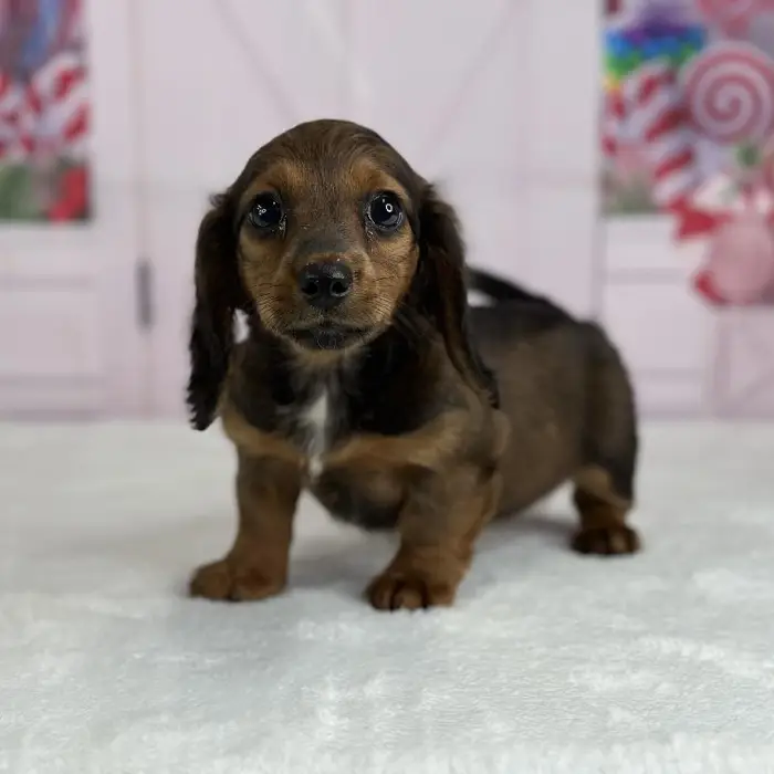 Female Miniature Dachshund Puppy for Sale in Indianapolis, IN