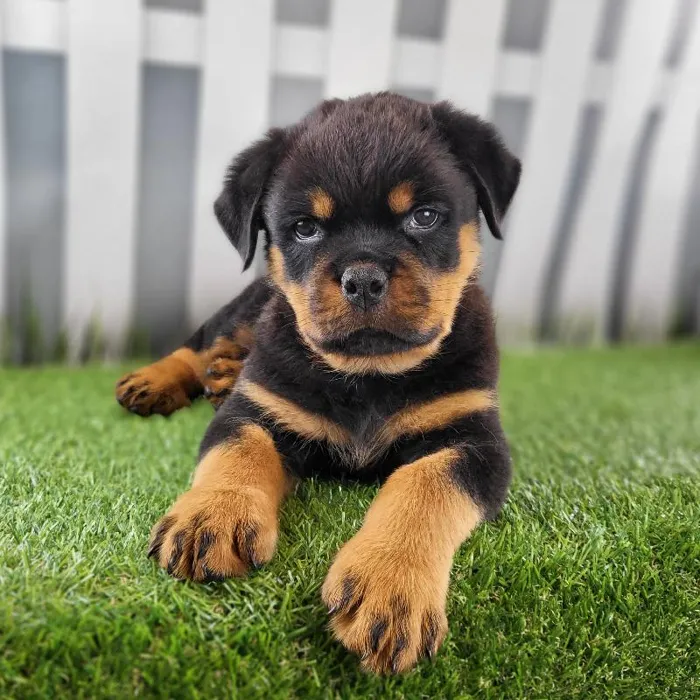 Male Rottweiler Puppy for Sale in Schererville, IN