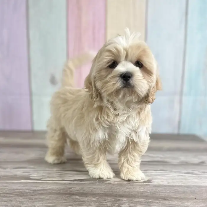 Male Lhasa Apso Puppy for Sale in Indianapolis, IN