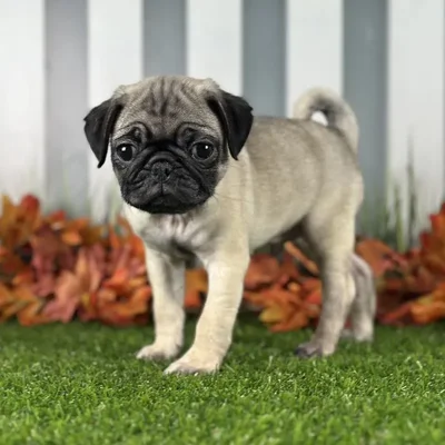 Male Pug Puppy for Sale in Indianapolis, IN