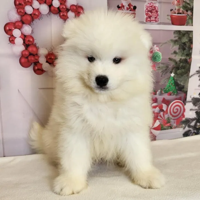 Male Samoyed Puppy for Sale in Schererville, IN