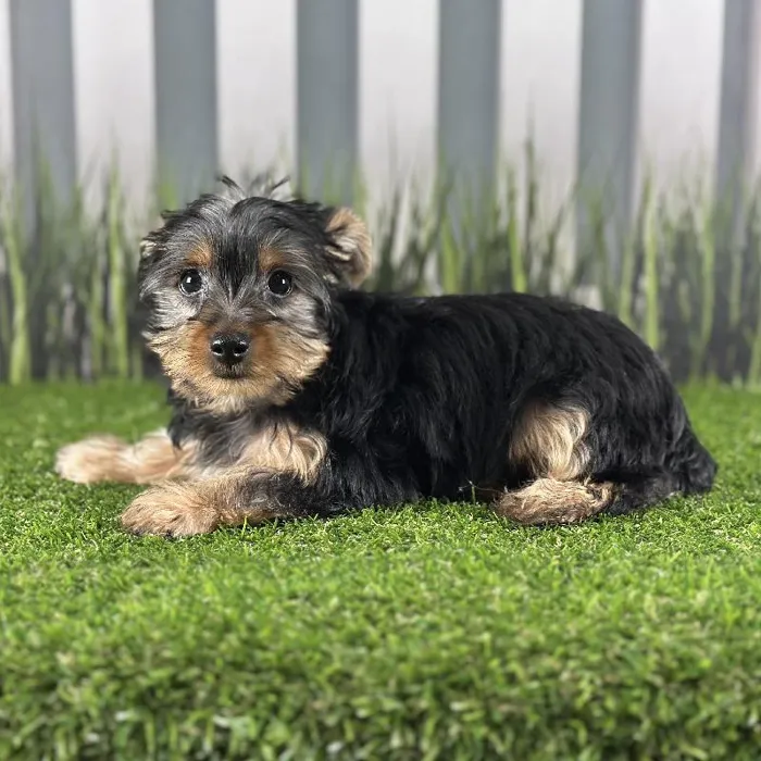 Male Yorkshire Terrier Puppy for Sale in Indianapolis, IN