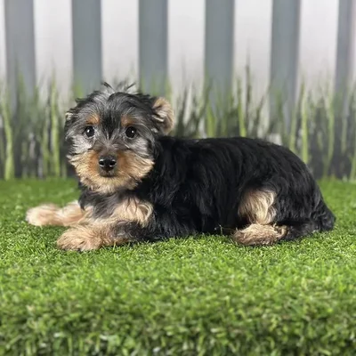 Male Yorkshire Terrier Puppy for Sale in Indianapolis, IN