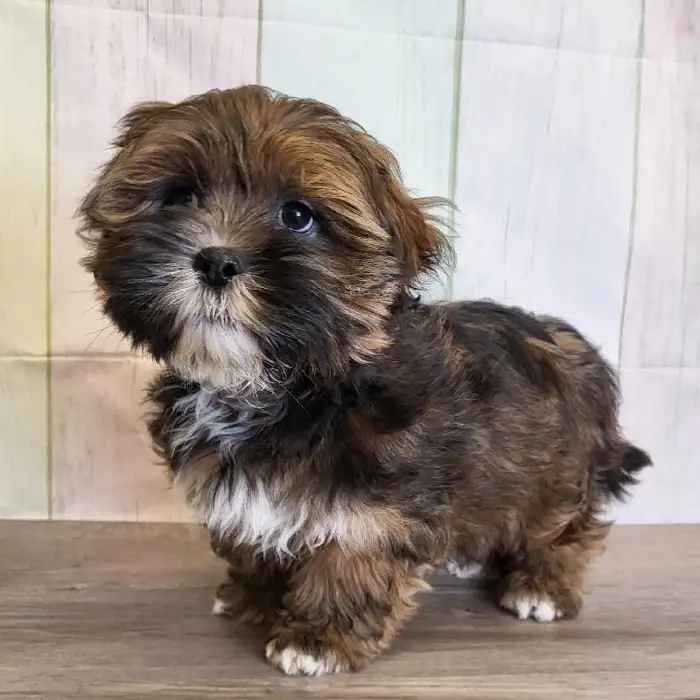 Male Lhasa Apso Puppy for Sale in Schererville, IN